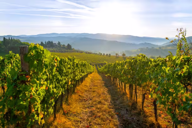 Overview of the Chianti vineyards in Tuscany