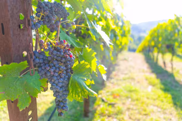 Chianti vineyard rows at sunset